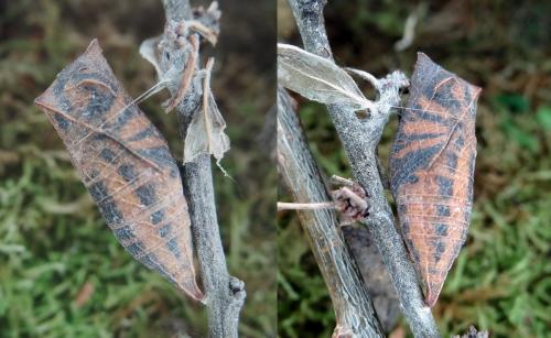 Réf. 182 362 : Iphiclides podalirius